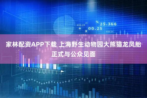 家林配资APP下载 上海野生动物园大熊猫龙凤胎正式与公众见面